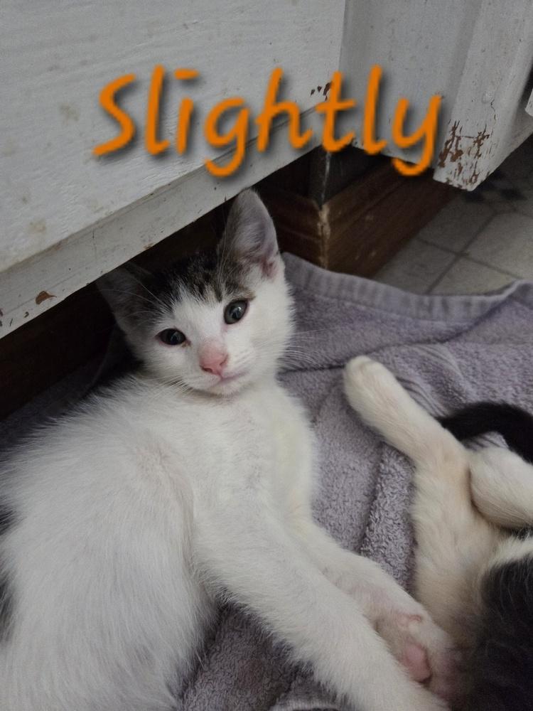 Enlarge Slightly, a Adoptable mixed breed in Moses Lake, WA image 5/6