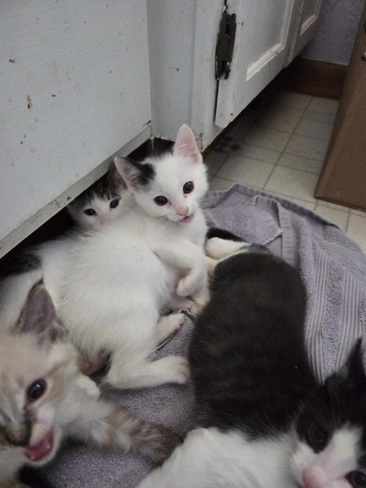 Enlarge Slightly, a Adoptable mixed breed in Moses Lake, WA image 6/6