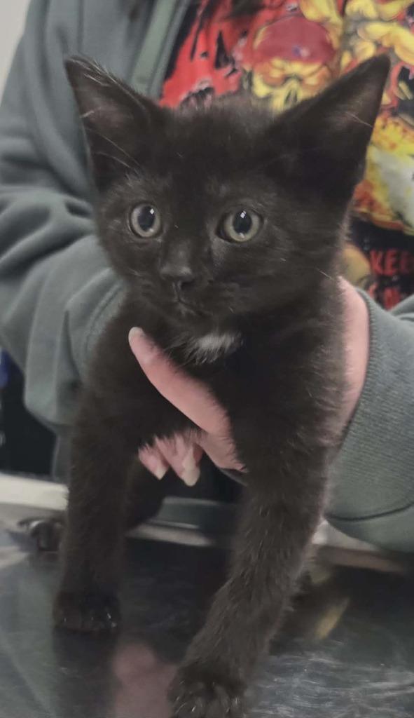 Enlarge Yen, a Adoptable mixed breed in Hillsdale, IN image 1/1