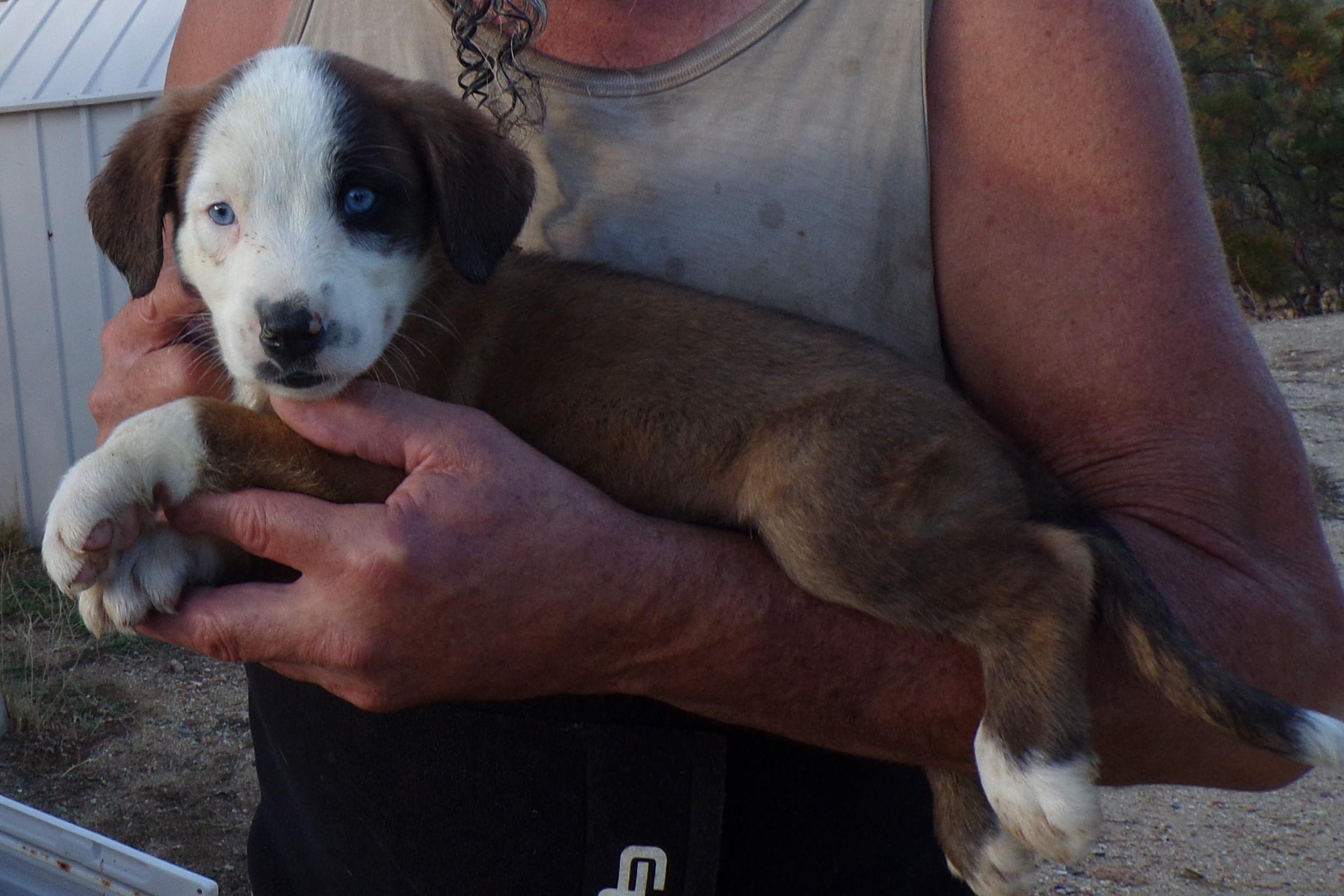 AUSSIE MIX PUPS C, Adoptable, Puppy Male Australian Shepherd.