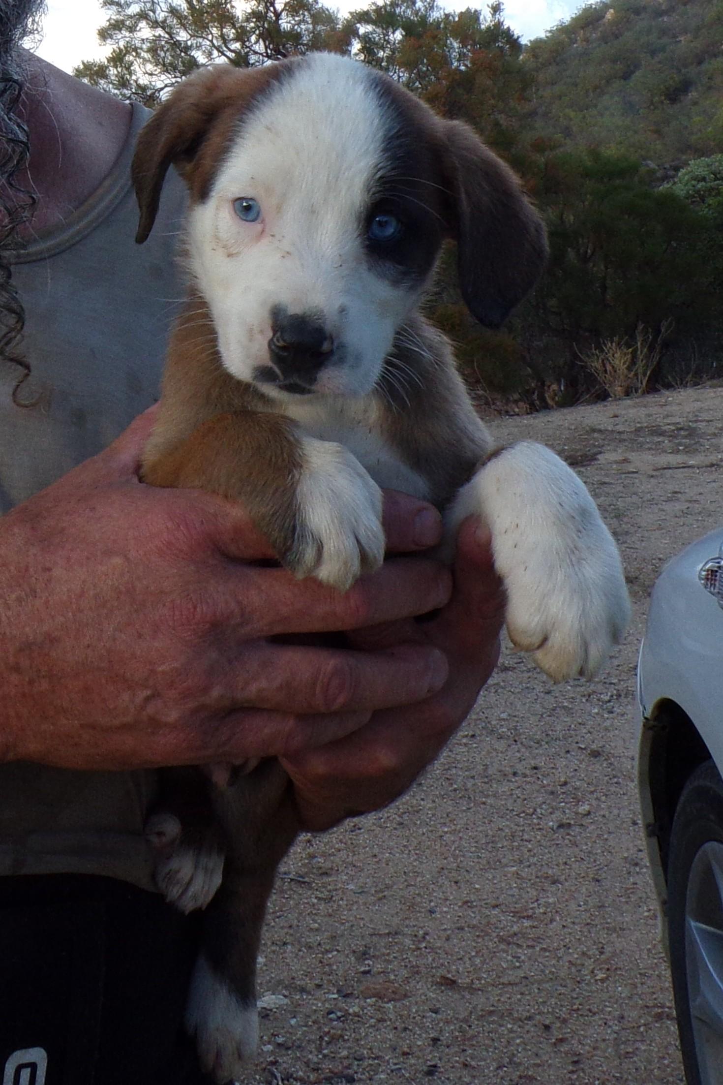 AUSSIE MIX PUPS C, a Adoptable mixed breed in Corona, CA image 2/3