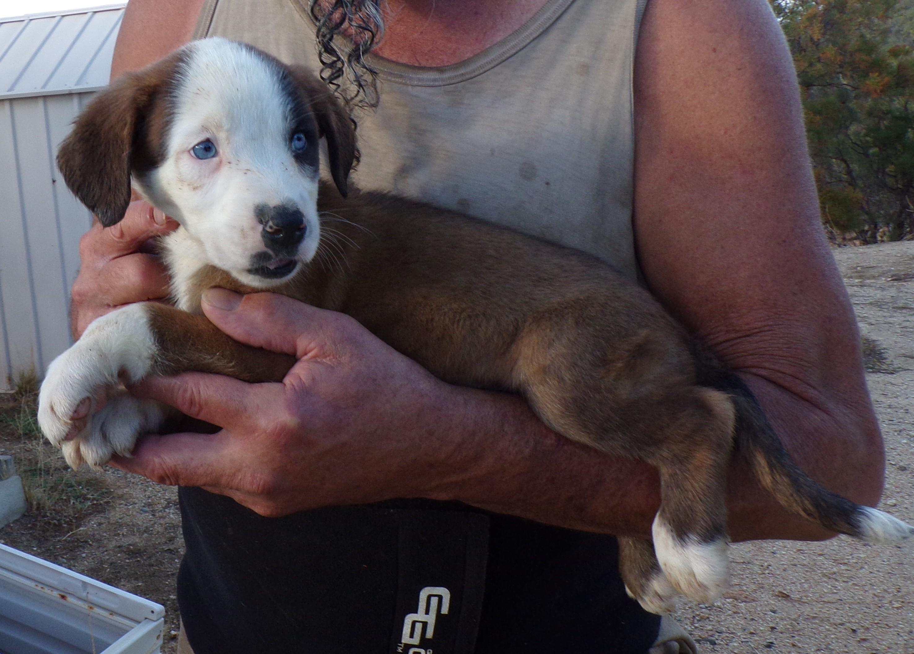 AUSSIE MIX PUPS C, a Adoptable mixed breed in Corona, CA image 3/3