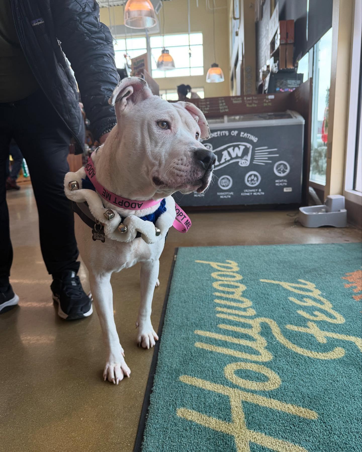 Angel, Adopted, Adult Female Pit Bull Terrier.