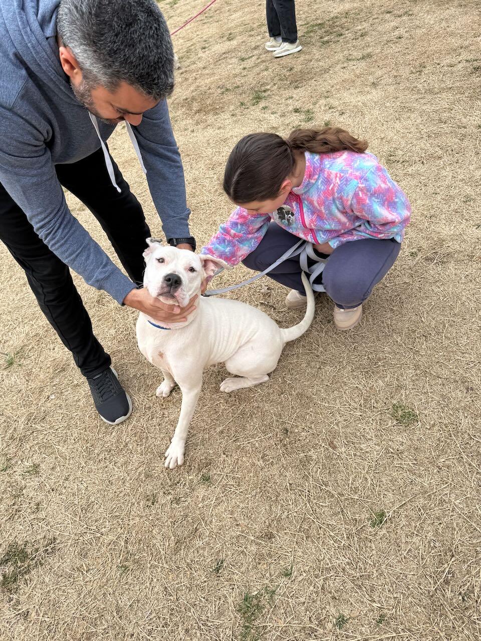 Angel, a Adopted mixed breed in Raleigh, NC image 2/6