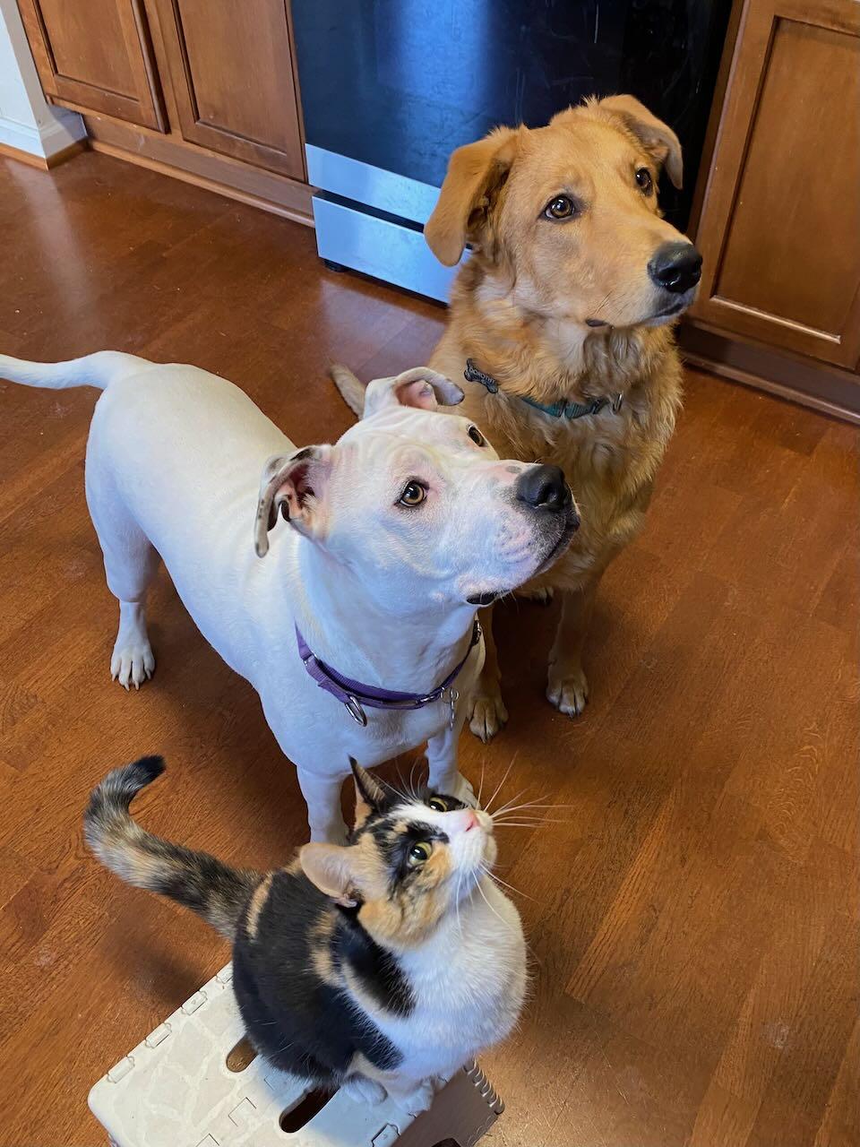 Angel, a Adopted mixed breed in Raleigh, NC image 3/6