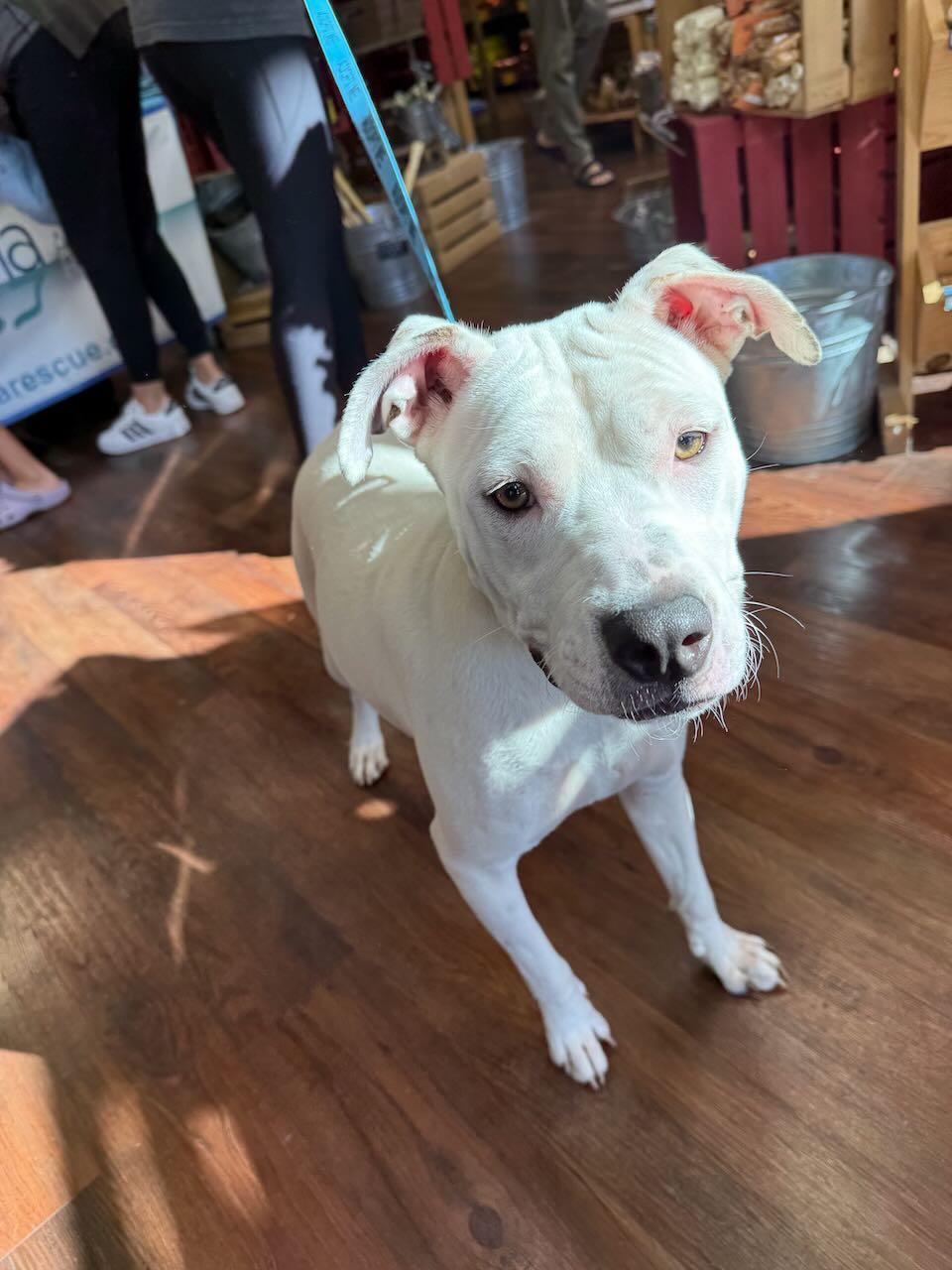Angel, a Adopted mixed breed in Raleigh, NC image 4/6