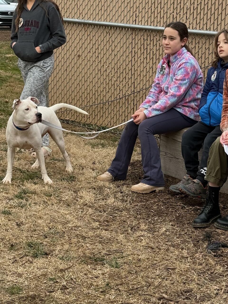 Angel, a Adopted mixed breed in Raleigh, NC image 5/6