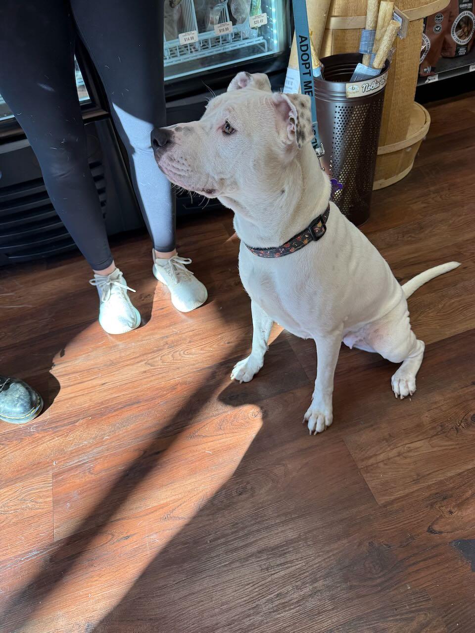 Angel, a Adopted mixed breed in Raleigh, NC image 6/6