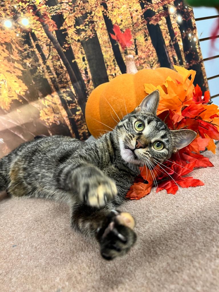 Phantom, Adoptable, Young Female Domestic Short Hair.