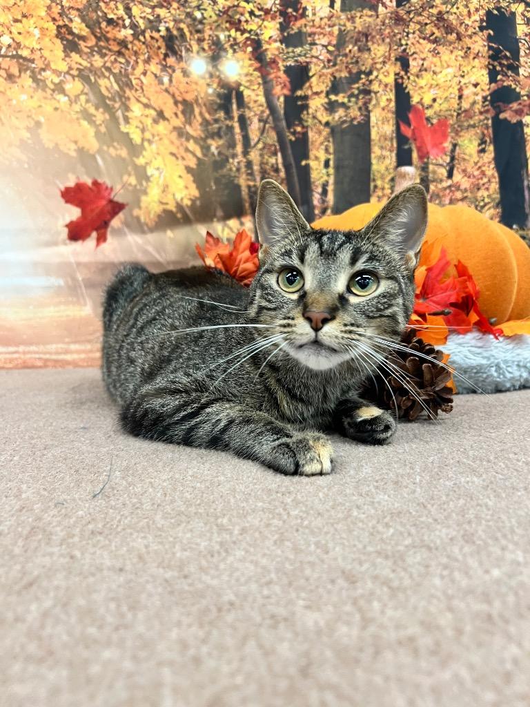 Enlarge Phantom, a Adoptable mixed breed in Pierceton, IN image 3/6