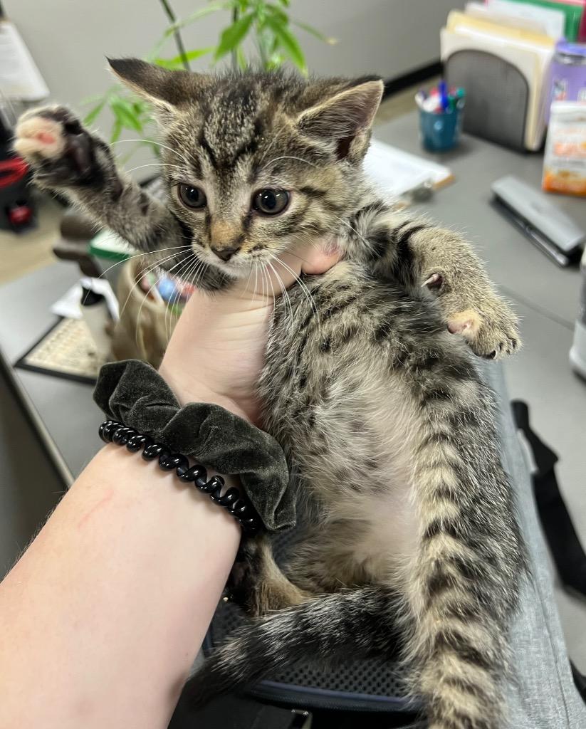 Enlarge Phantom, a Adoptable mixed breed in Pierceton, IN image 5/6