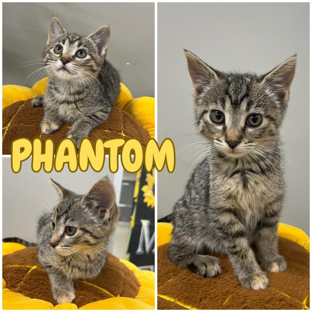 Enlarge Phantom, a Adoptable mixed breed in Pierceton, IN image 6/6