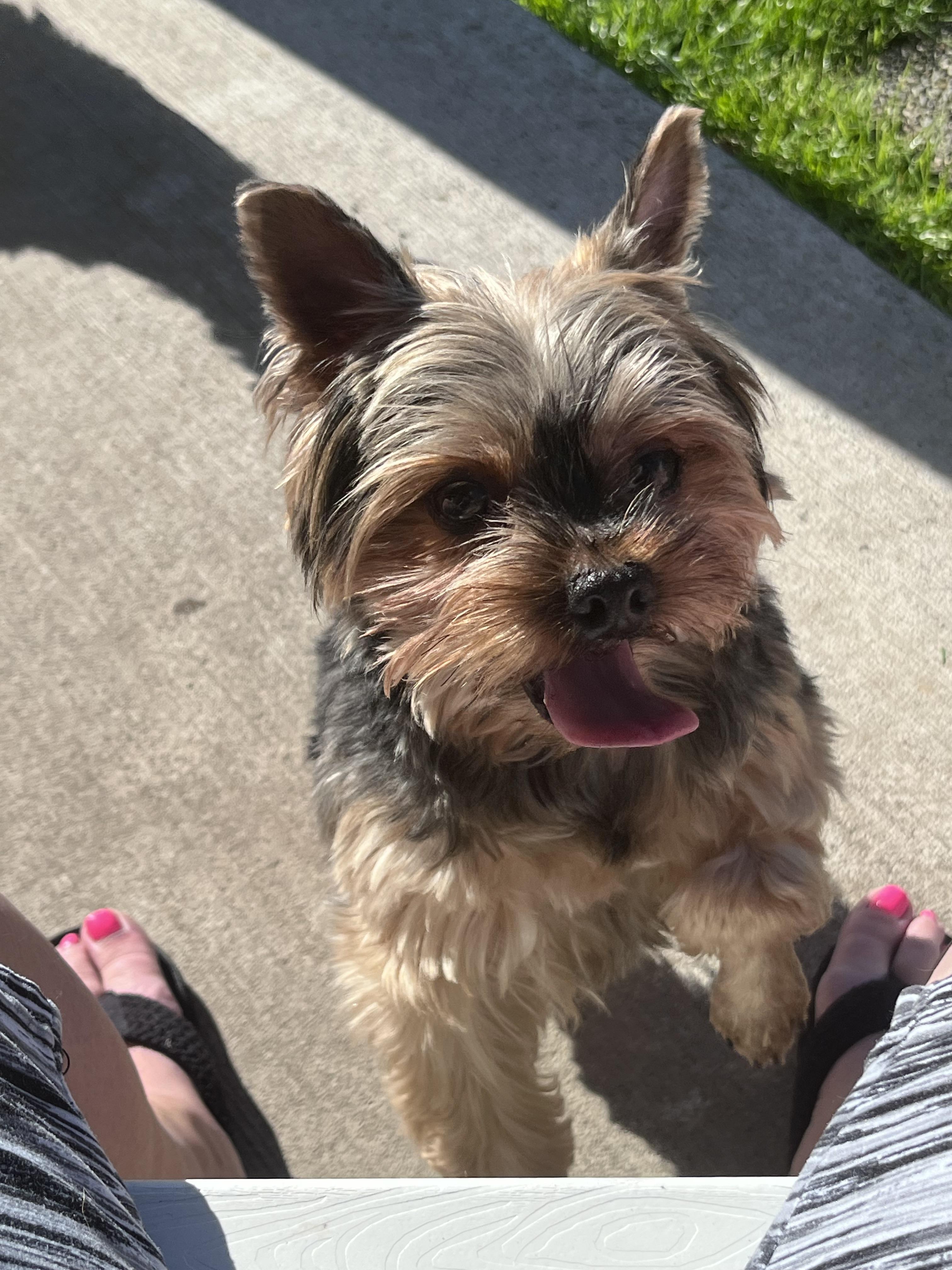 King & Bentley (Bonded Pair), a ADOPTABLE Yorkshire Terrier in Tacoma, WA image 3/3