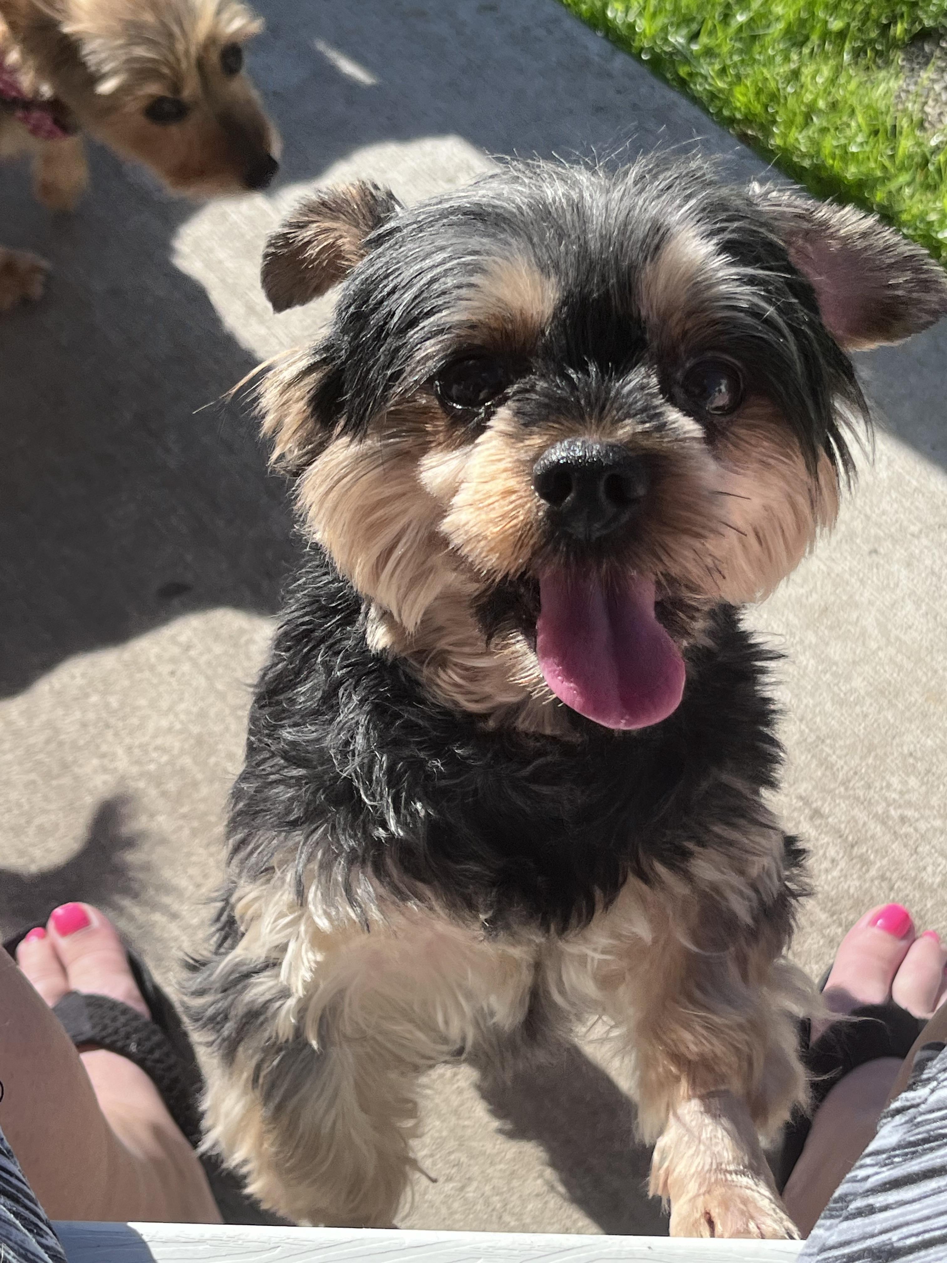 King & Bentley (Bonded Pair), a ADOPTABLE Yorkshire Terrier in Tacoma, WA image 2/3