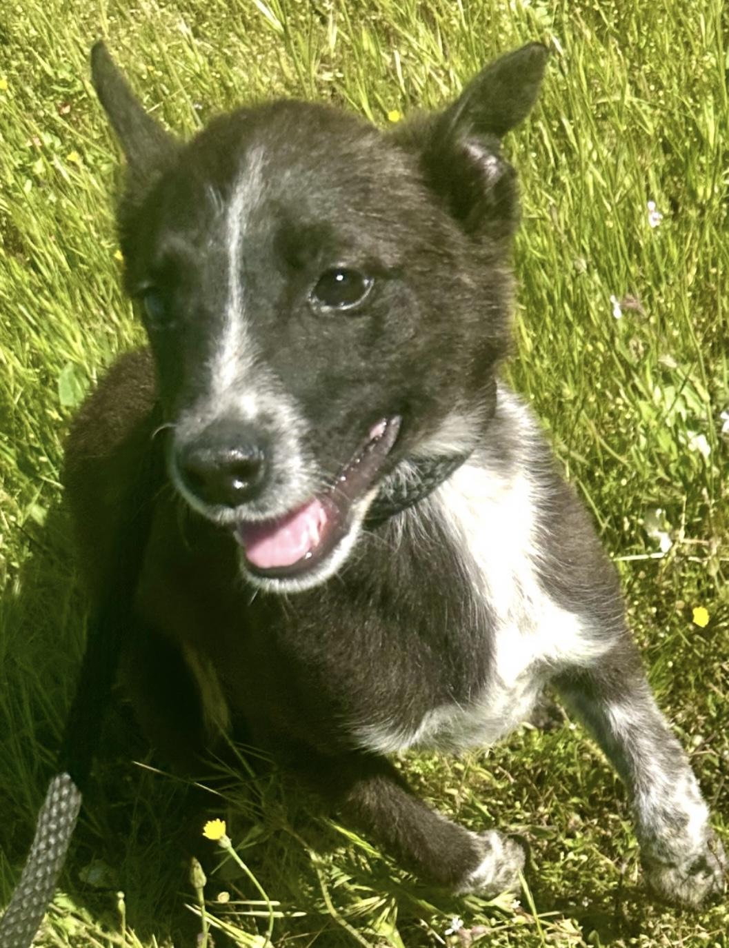 Lolita, Baby Female Australian Cattle Dog / Blue Heeler