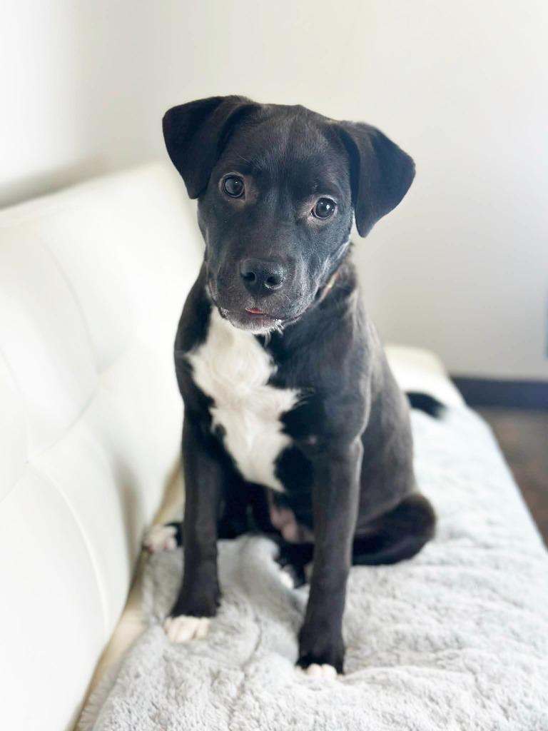 Mariah Carey, a Adoptable mixed breed in Savage, MN image 1/5