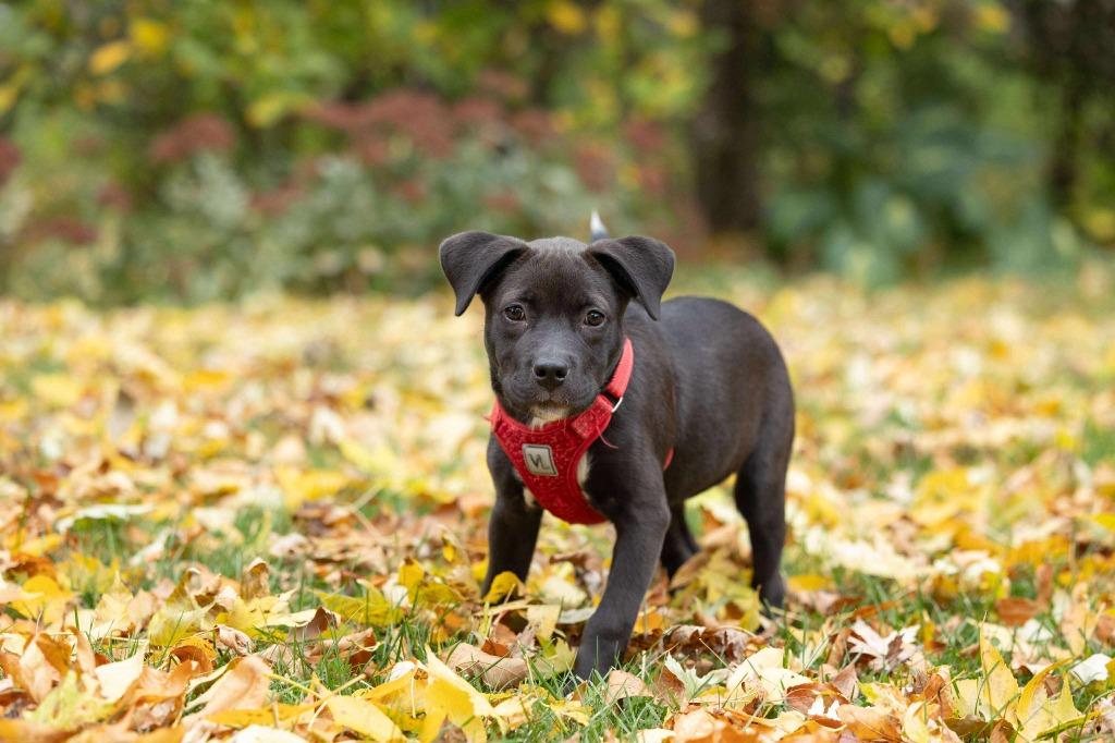 Enlarge Mariah Carey - I'll Be Home for Christmas Promo, a Adoptable mixed breed in Savage, MN image 1/5