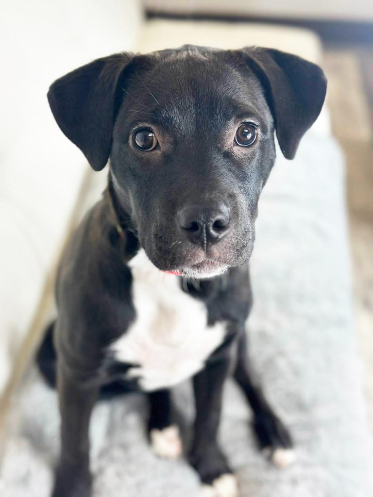 Mariah Carey, a Adoptable mixed breed in Savage, MN image 3/5