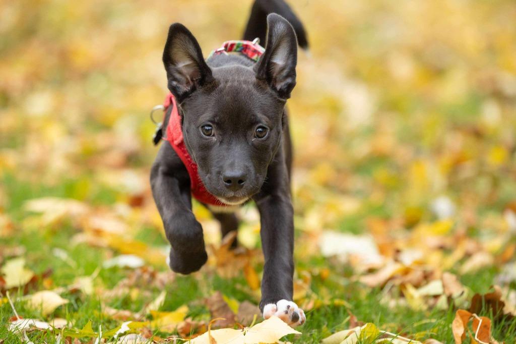 Enlarge Mariah Carey - I'll Be Home for Christmas Promo, a Adoptable mixed breed in Savage, MN image 2/5