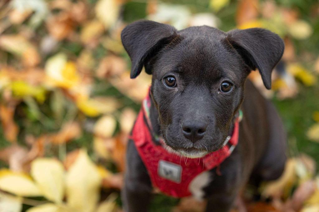 Enlarge Mariah Carey - I'll Be Home for Christmas Promo, a Adoptable mixed breed in Savage, MN image 3/5