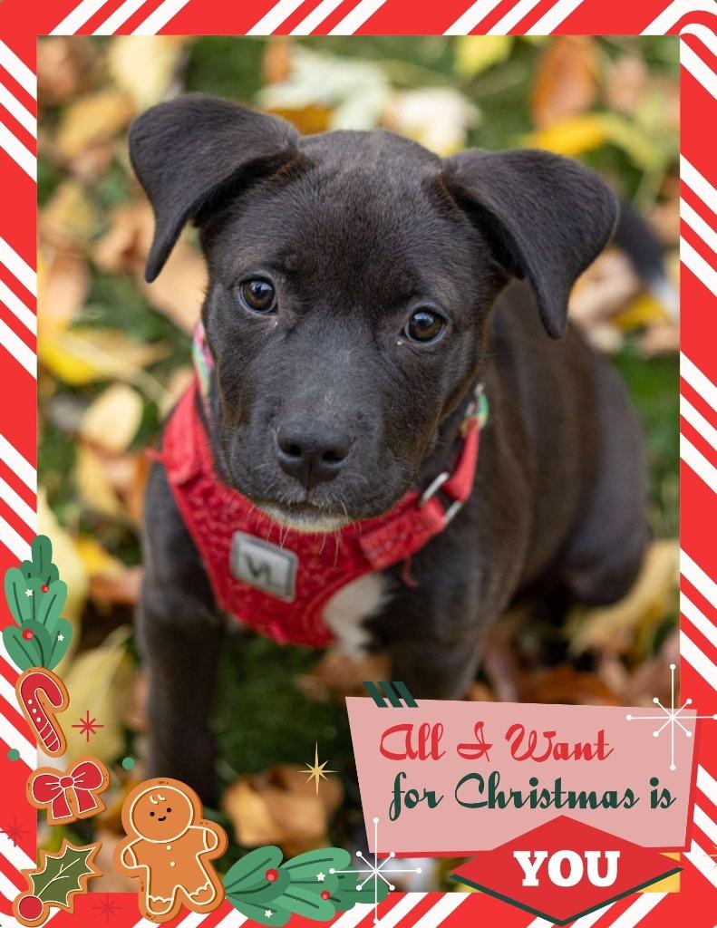 Enlarge Mariah Carey - I'll Be Home for Christmas Promo, a Adoptable mixed breed in Savage, MN image 4/5