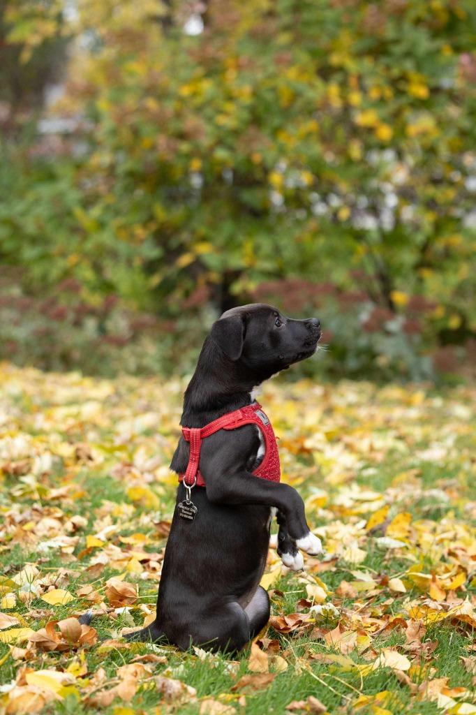 Enlarge Mariah Carey - I'll Be Home for Christmas Promo, a Adoptable mixed breed in Savage, MN image 5/5