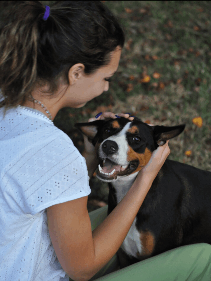Enlarge Hudson -the Gentle Loving Boy!, a Adoptable mixed breed in Landover Hills, MD image 2/6