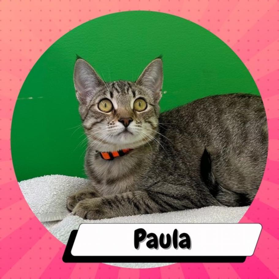 Paula & Larry, a Adoptable Domestic Short Hair in Suisun City, CA image 1/6