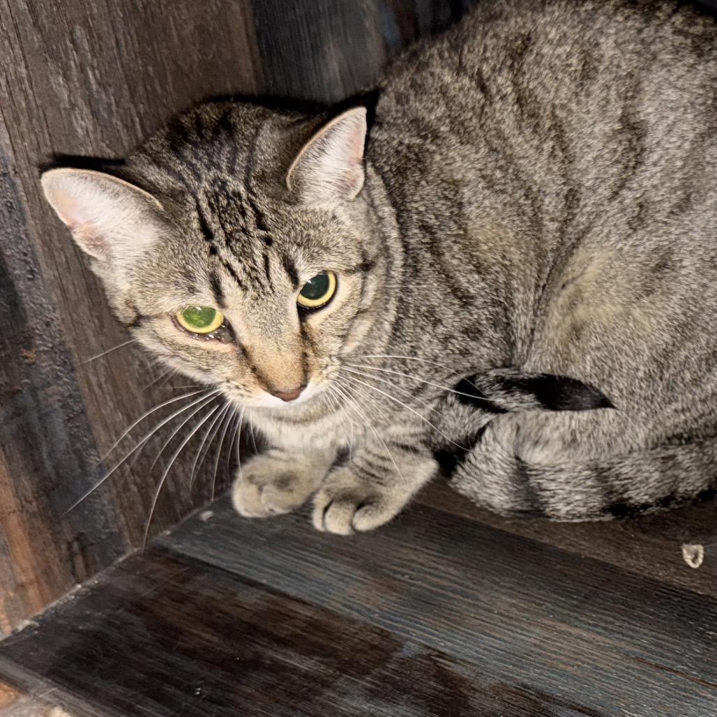 Enlarge Paula & Larry, a Adoptable Domestic Short Hair in Suisun City, CA image 2/6