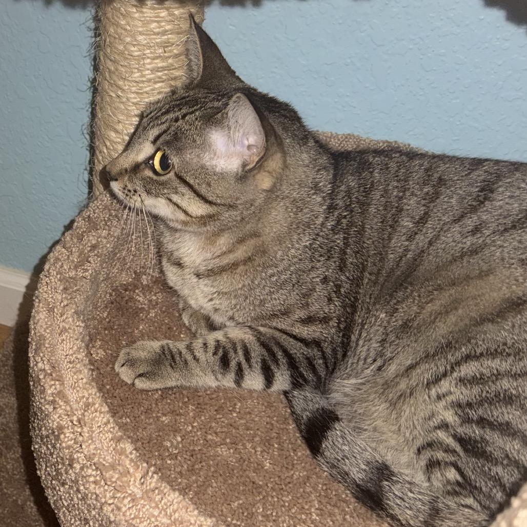 Paula & Larry, a Adoptable Domestic Short Hair in Suisun City, CA image 4/6