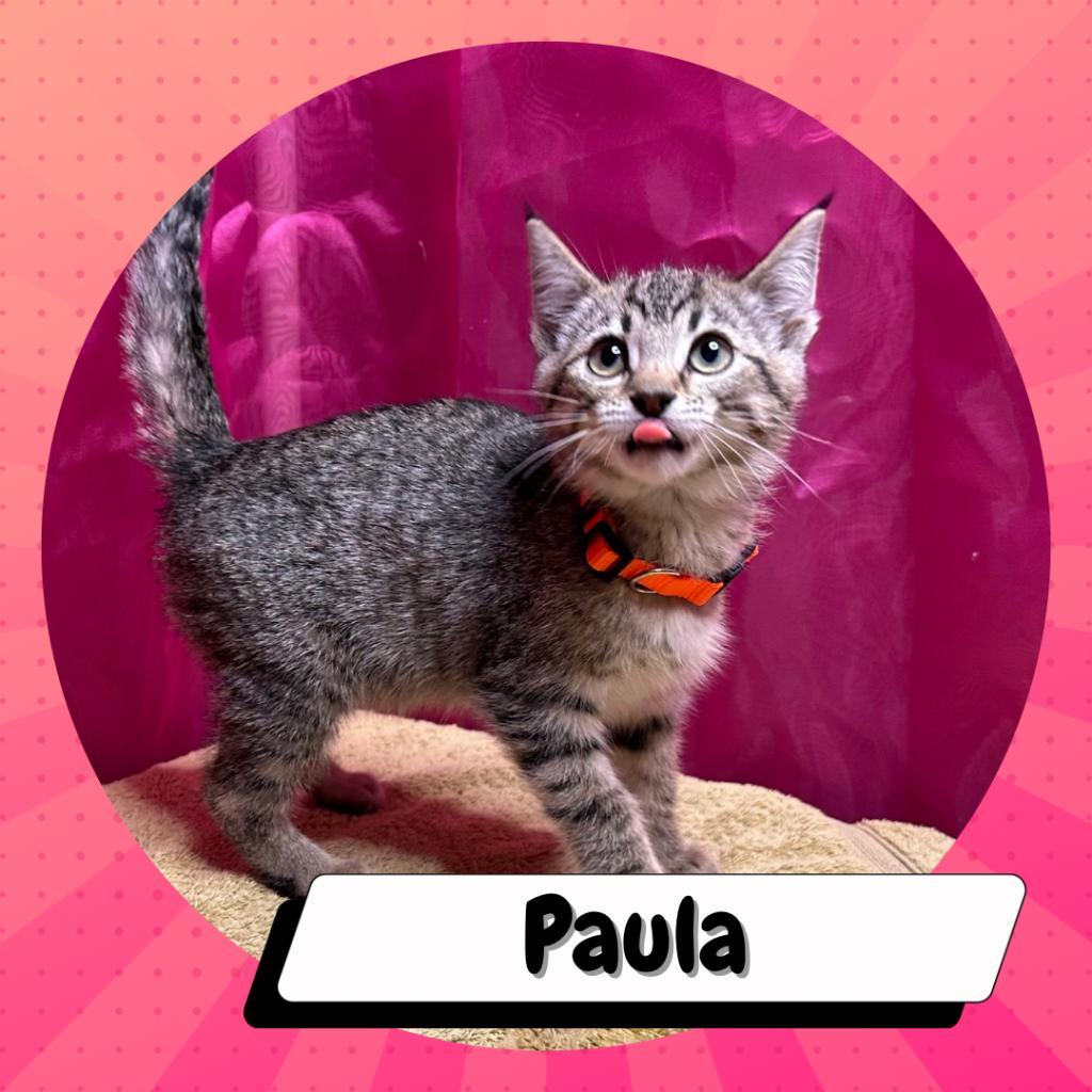 Paula & Larry, a Adoptable Domestic Short Hair in Suisun City, CA image 6/6