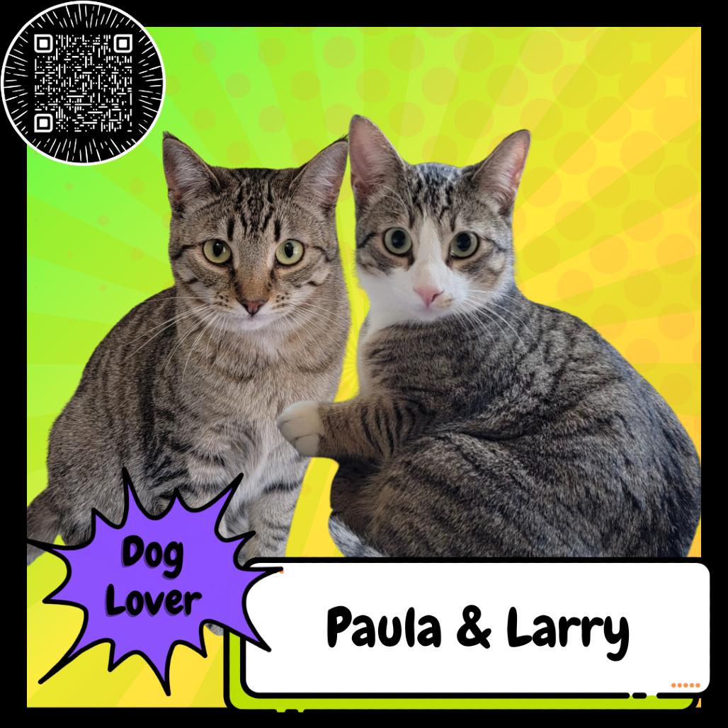 Enlarge Paula & Larry, a Adoptable Domestic Short Hair in Suisun City, CA image 5/6