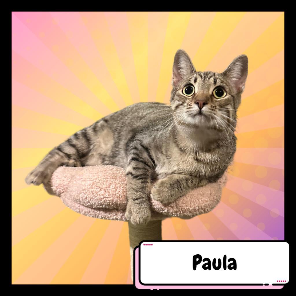 Enlarge Paula & Larry, a Adoptable Domestic Short Hair in Suisun City, CA image 6/6