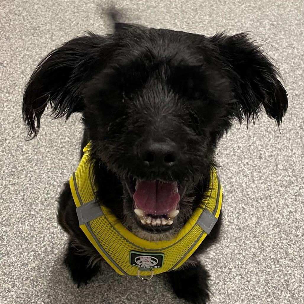 Kedzie, Adoptable, Adult Male Maltese.
