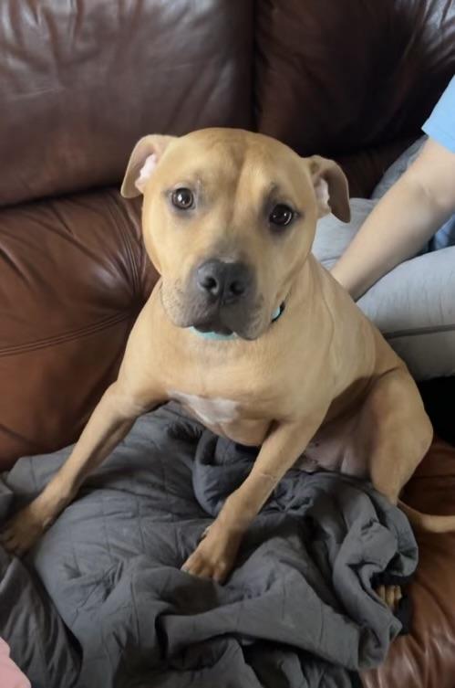 Artie, Adoptable, Adult Male Pit Bull Terrier.