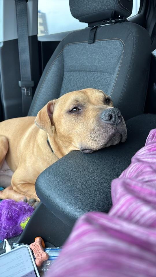 Enlarge Artie, a Adoptable mixed breed in Lewis Center, OH image 2/3