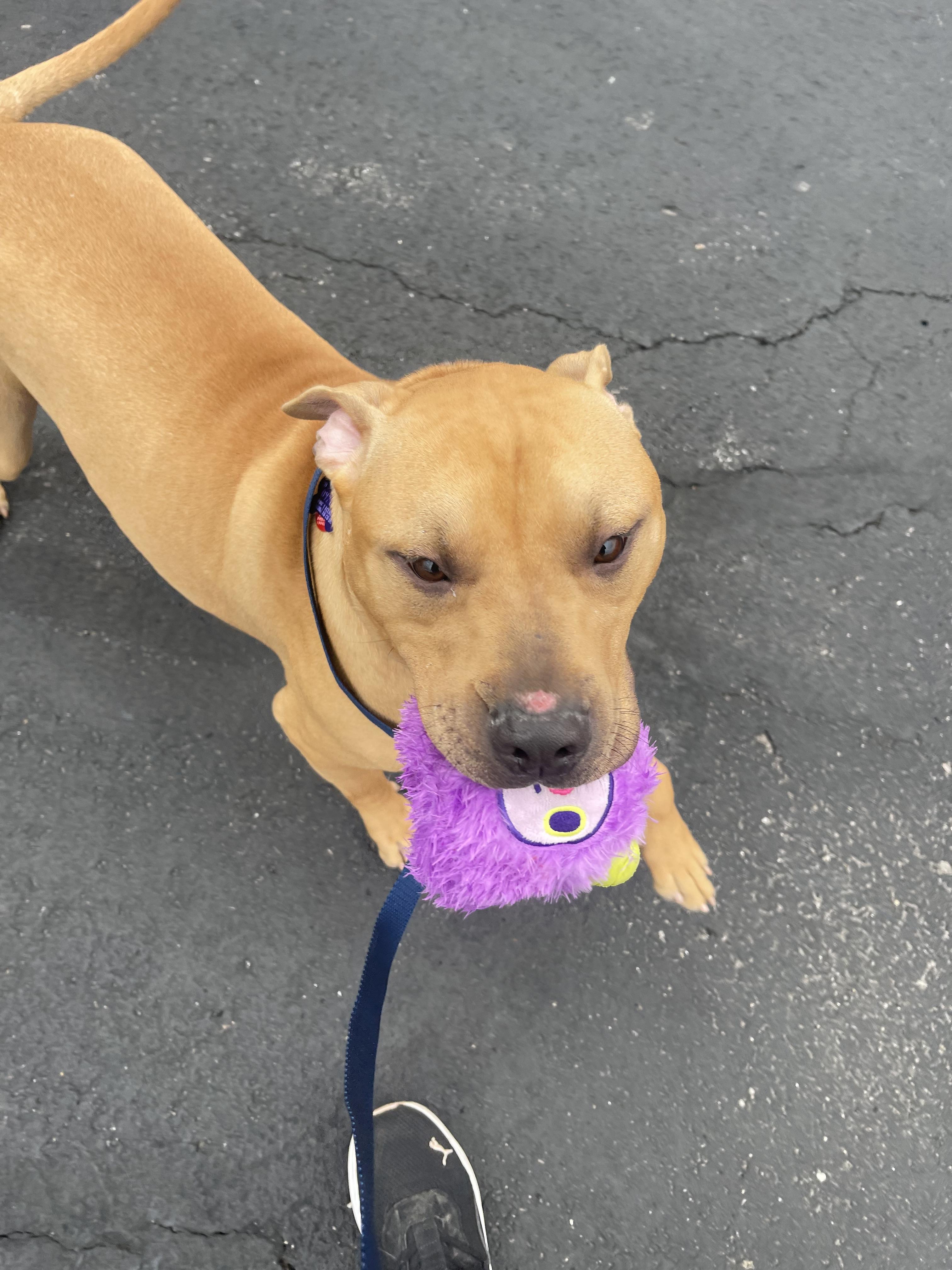 Enlarge Artie, a Adoptable mixed breed in Lewis Center, OH image 3/3