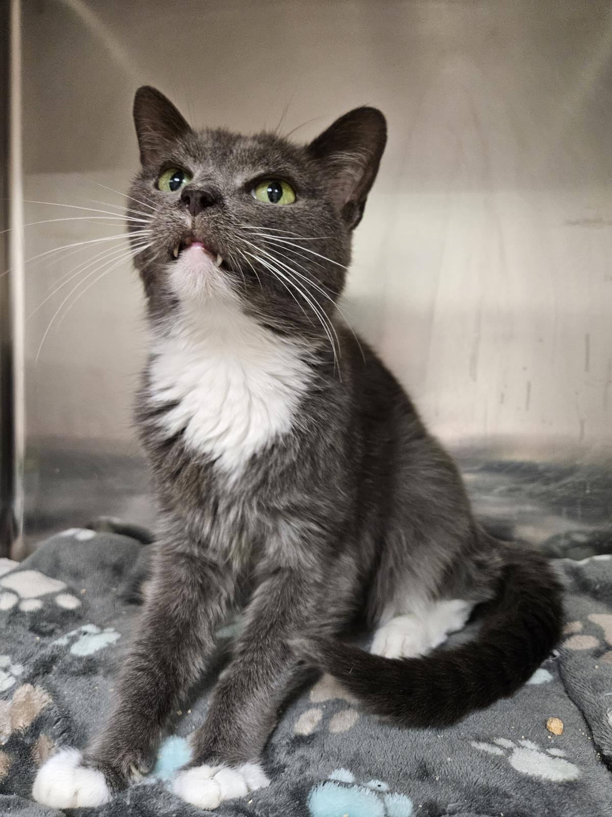 Saoirse, Adoptable, Adult Female Domestic Short Hair.