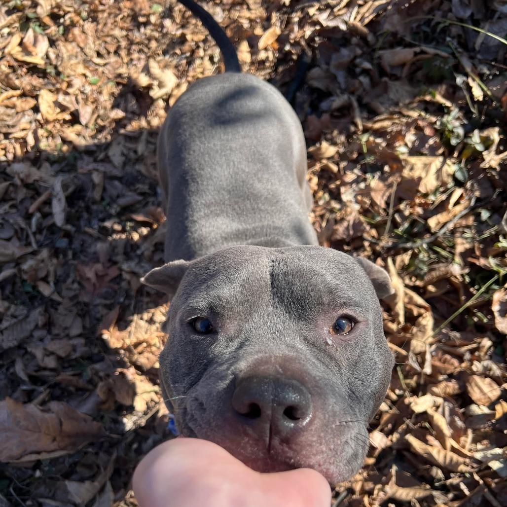 Frank, Adoptable, Adult Male Mixed Breed.