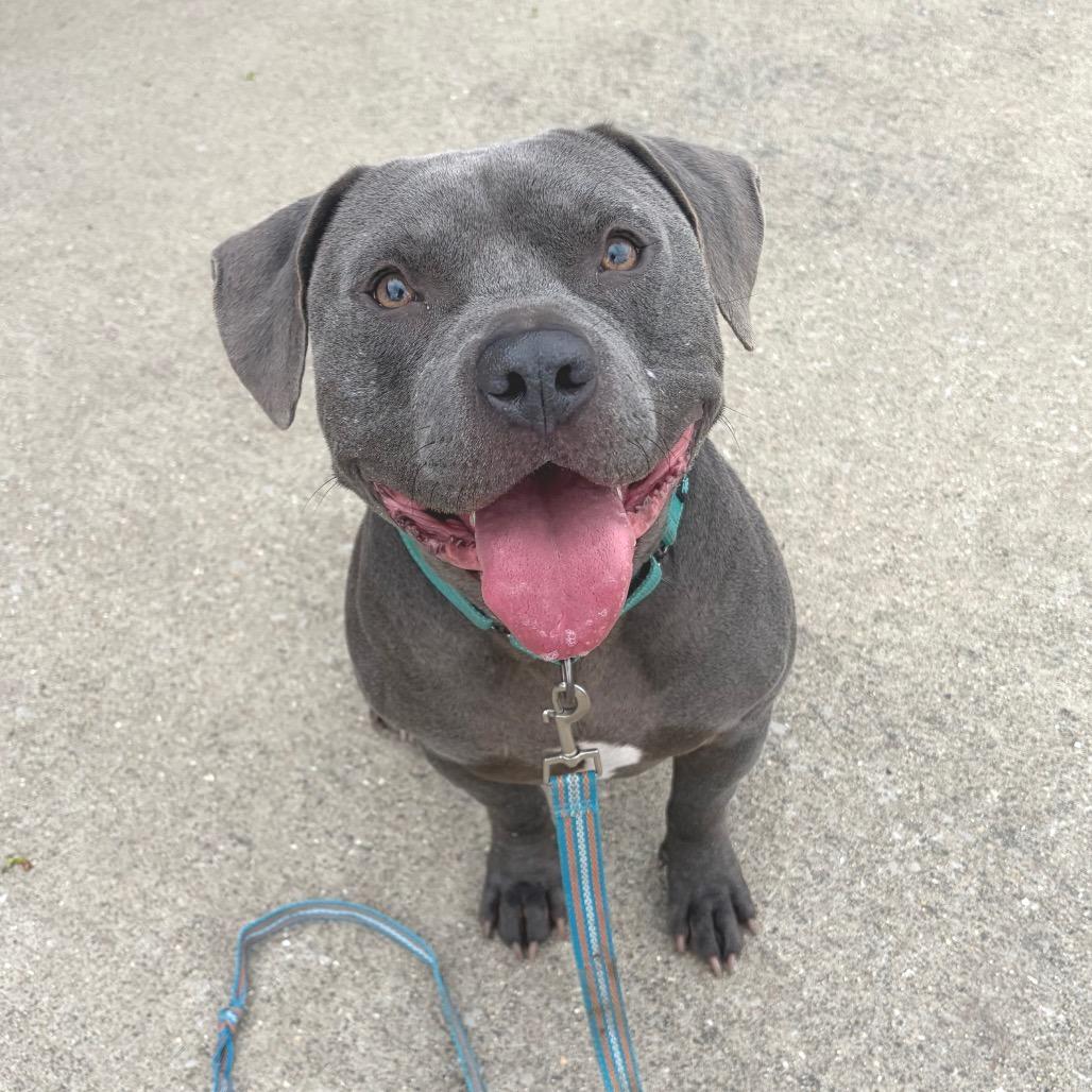 Enlarge Frank, a Adoptable Mixed Breed in Edwardsville, IL image 2/6