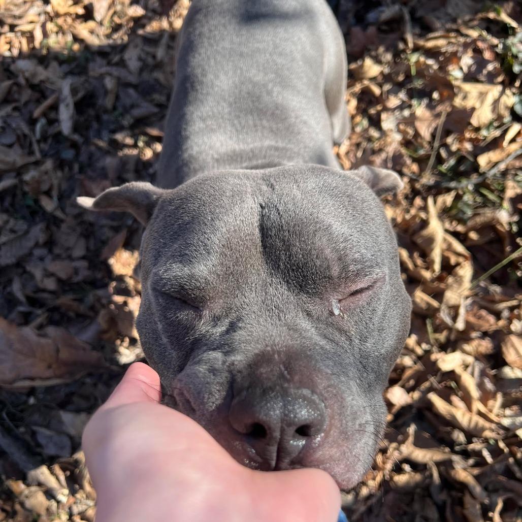 Enlarge Frank, a Adoptable Mixed Breed in Edwardsville, IL image 2/6