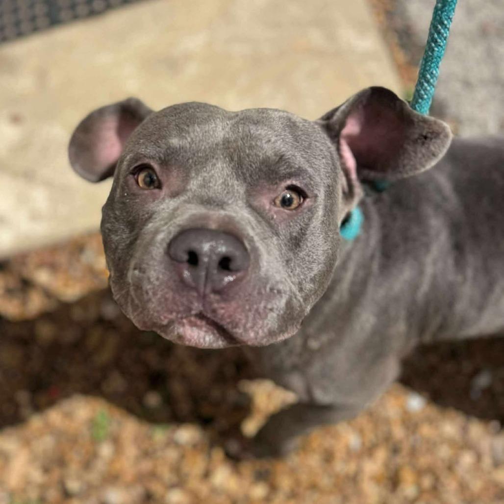Enlarge Frank, a Adoptable Mixed Breed in Edwardsville, IL image 5/6