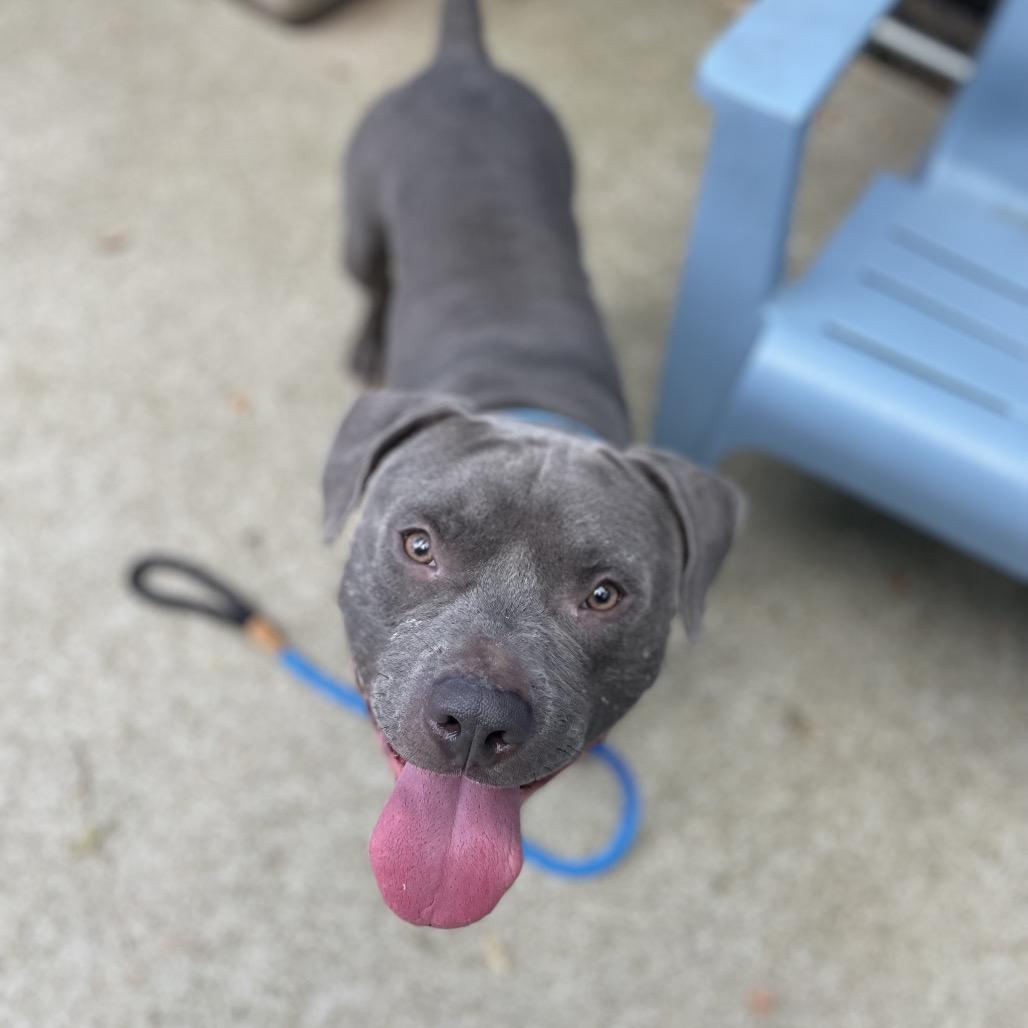 Enlarge Frank, a Adoptable Mixed Breed in Edwardsville, IL image 6/6