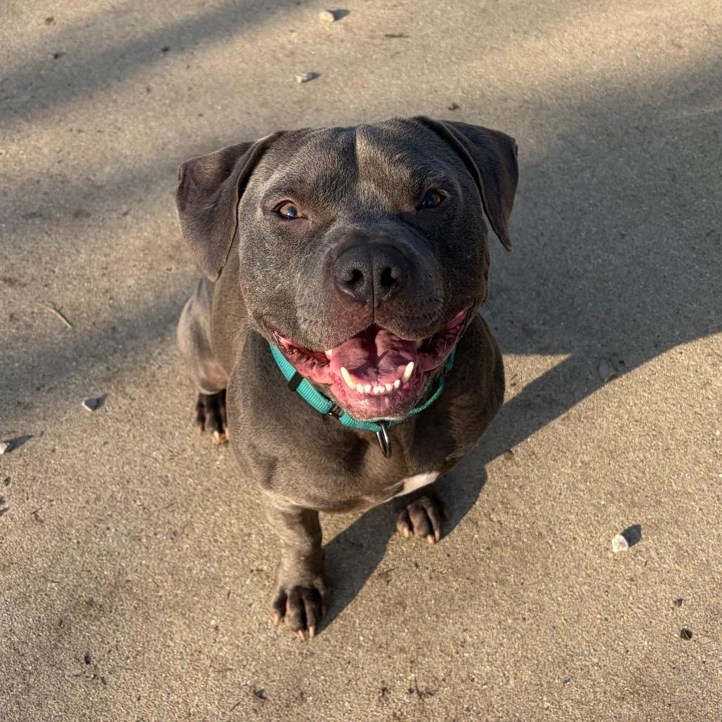 Enlarge Frank, a Adoptable Mixed Breed in Edwardsville, IL image 6/6