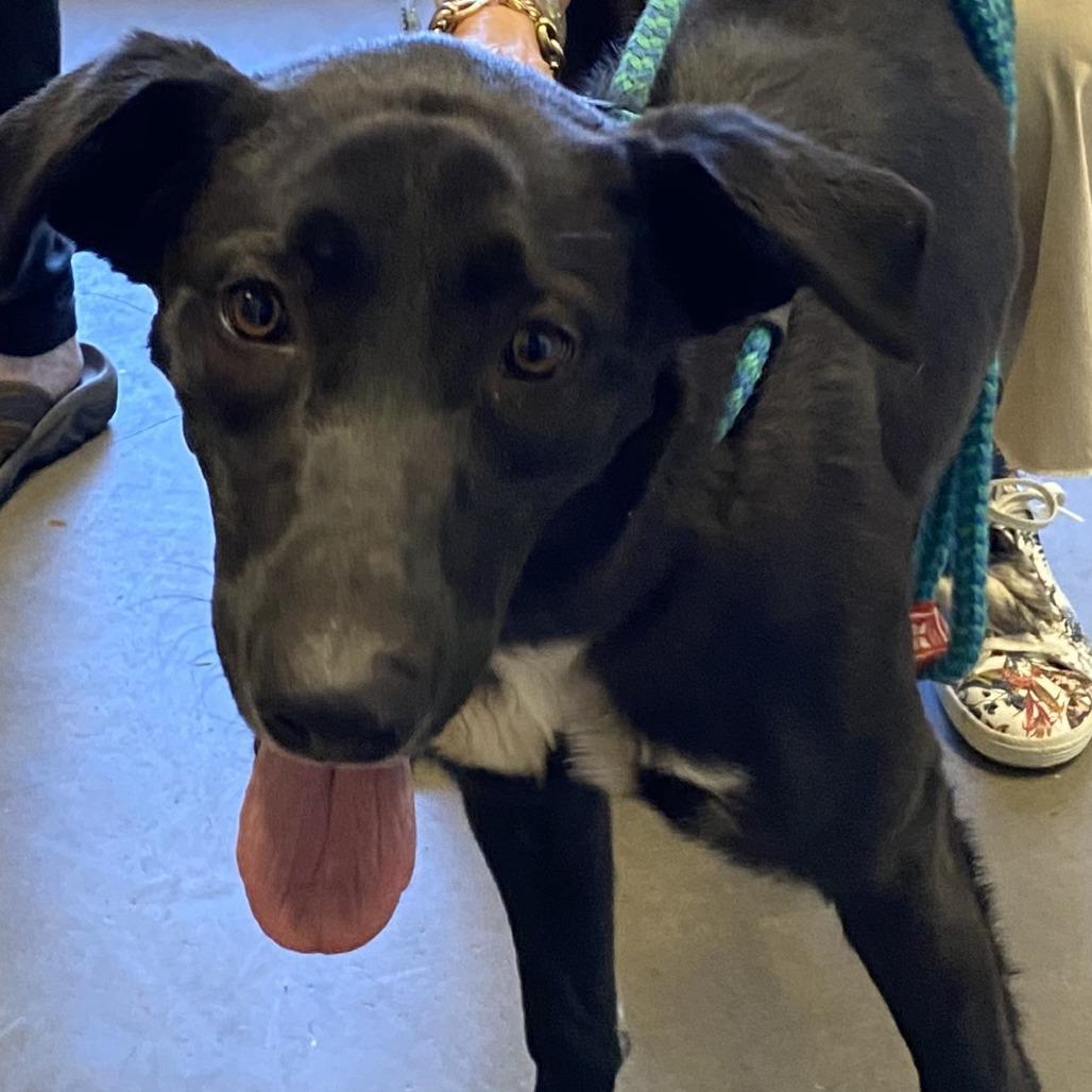 Delilah, Adoptable, Young Female Border Collie.