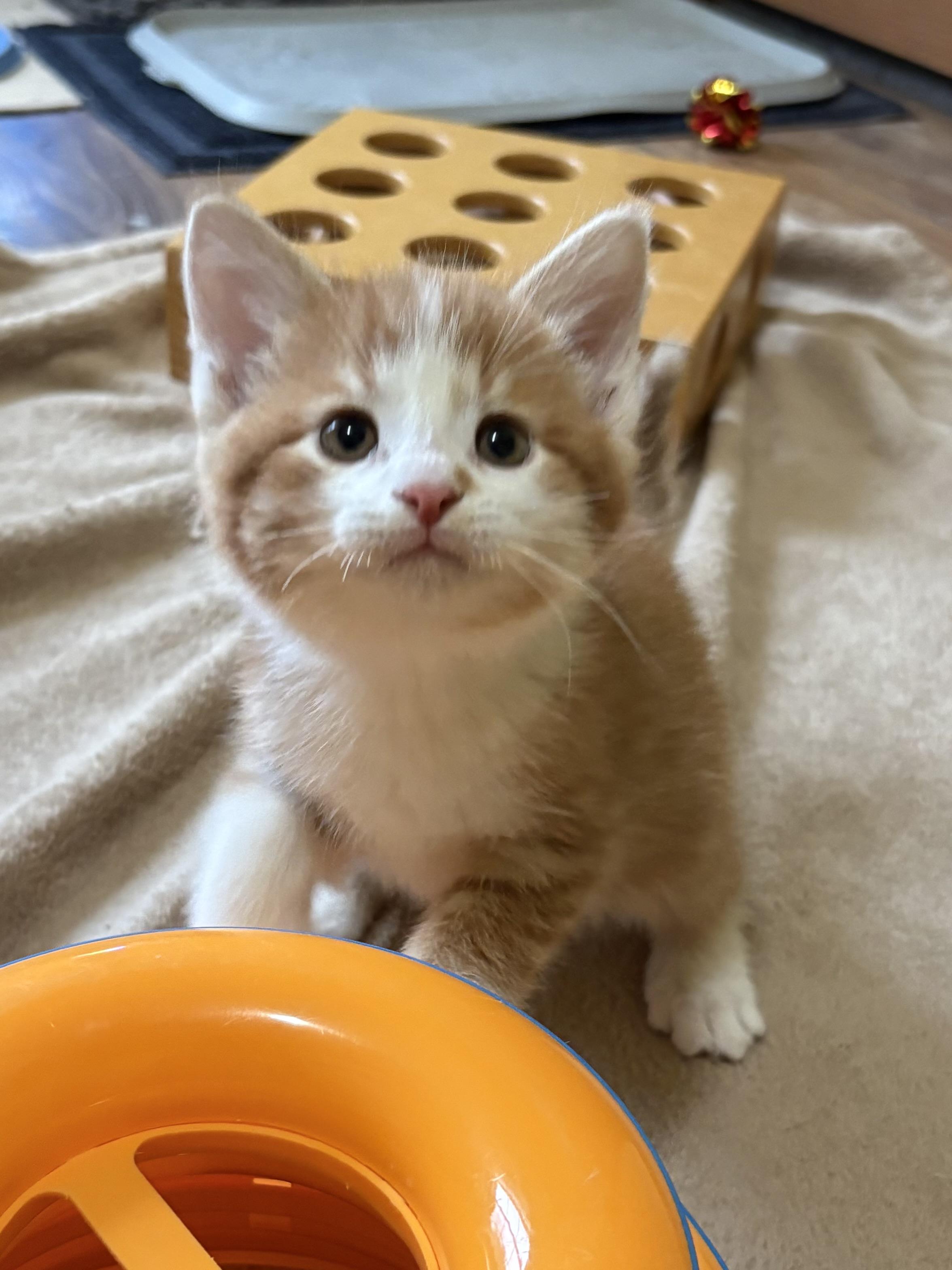 Enlarge Bowie, a ADOPTABLE American Shorthair in Big Rapids, MI image 4/4