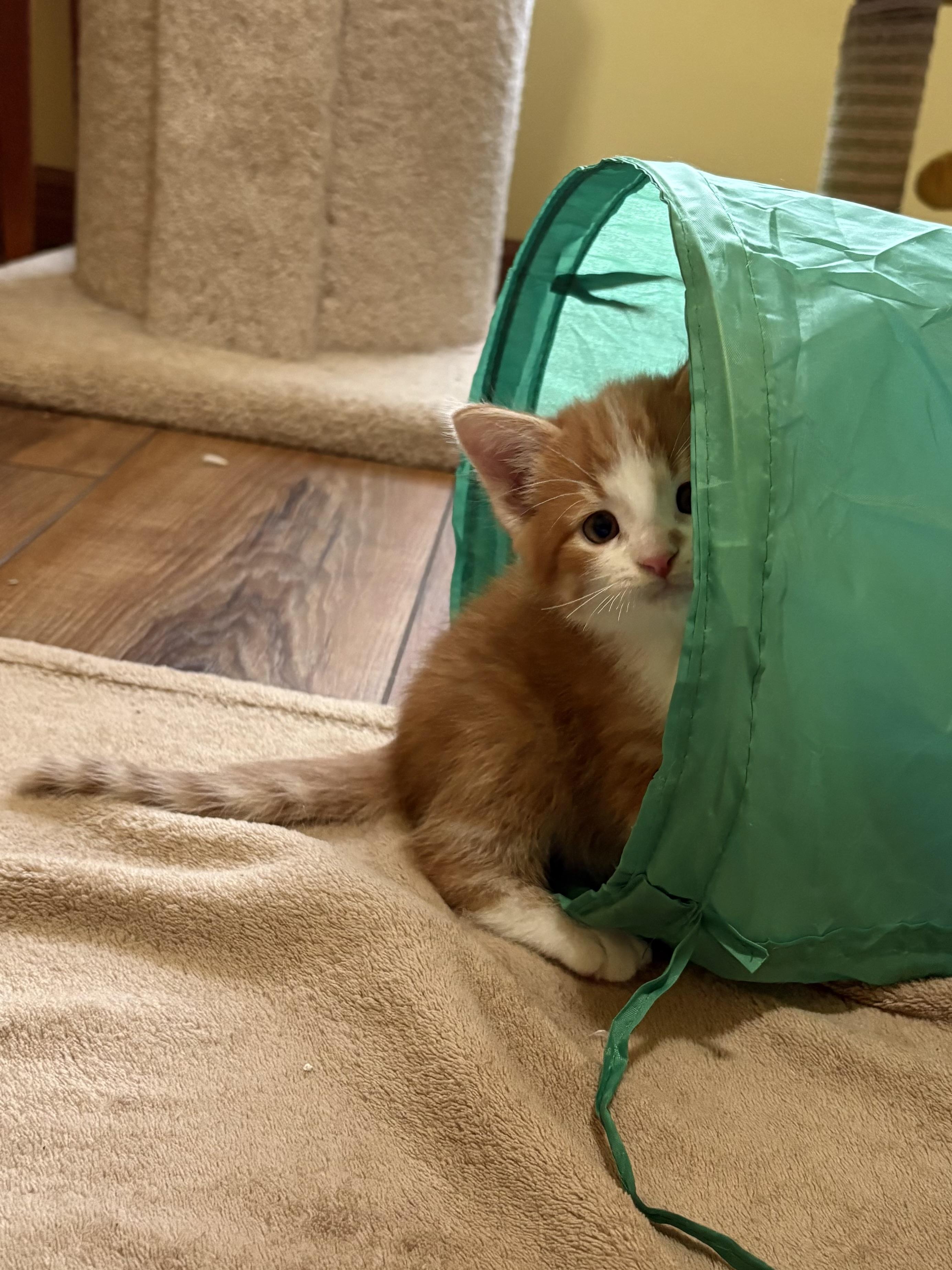 Enlarge Bowie, a ADOPTABLE American Shorthair in Big Rapids, MI image 2/4