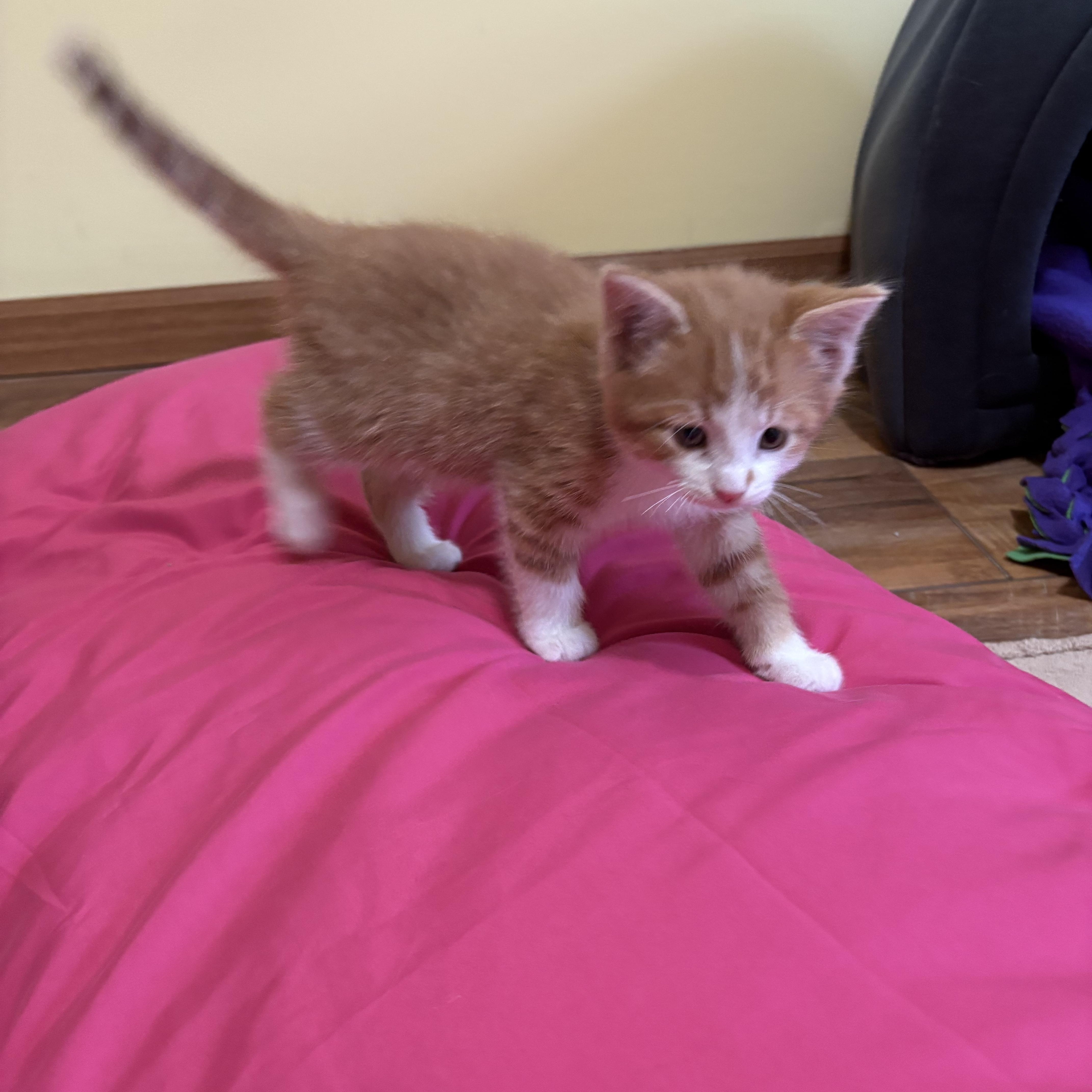 Enlarge Bowie, a ADOPTABLE American Shorthair in Big Rapids, MI image 3/4