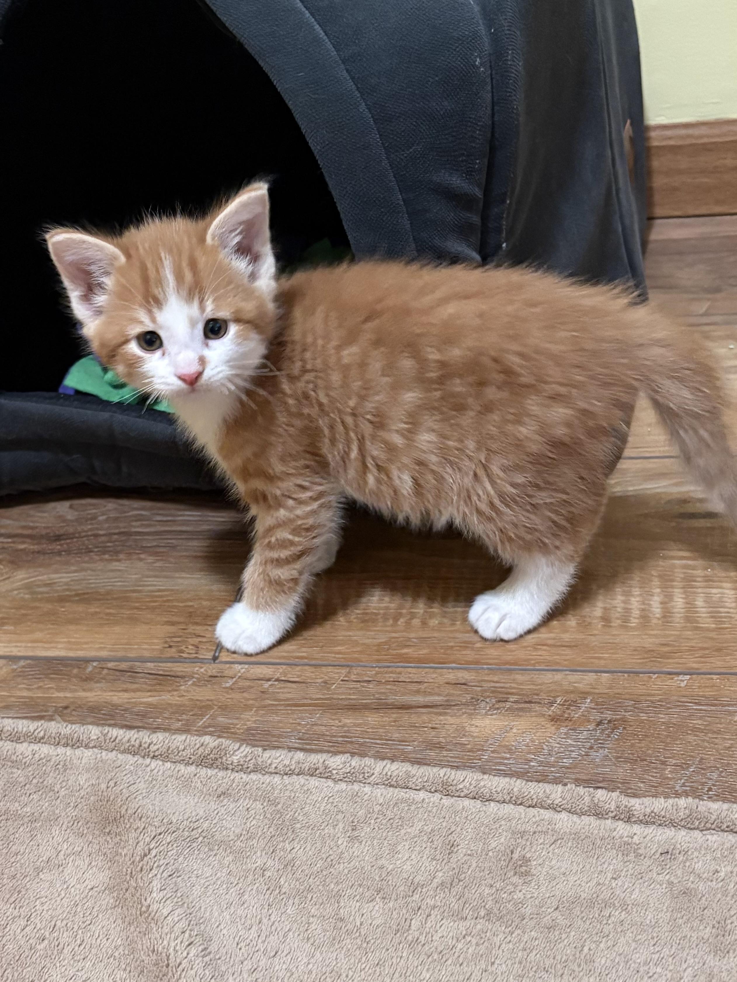 Enlarge Bowie, a ADOPTABLE American Shorthair in Big Rapids, MI image 1/4