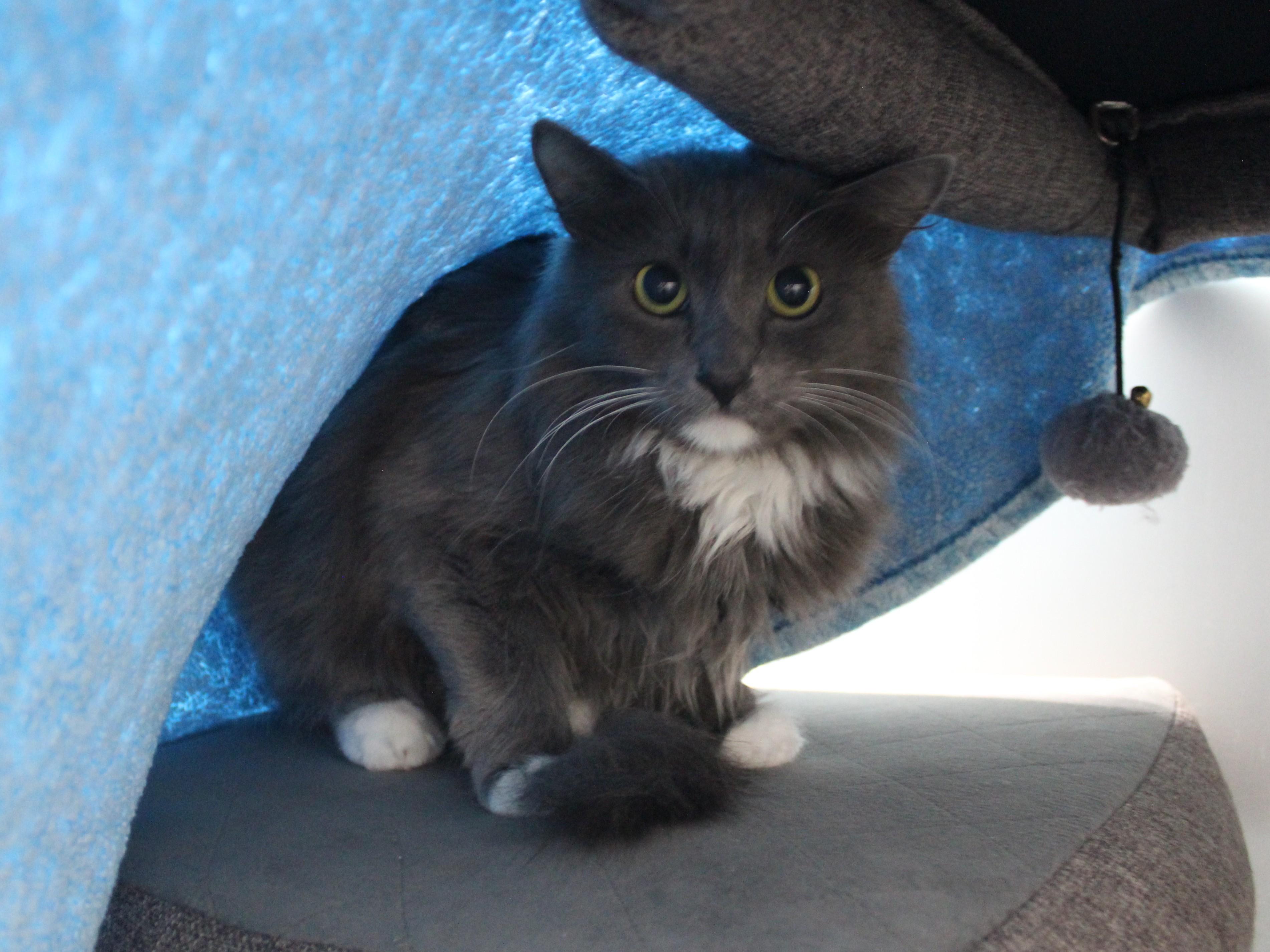 Lilac, a ADOPTABLE Domestic Long Hair in Missoula, MT image 3/3